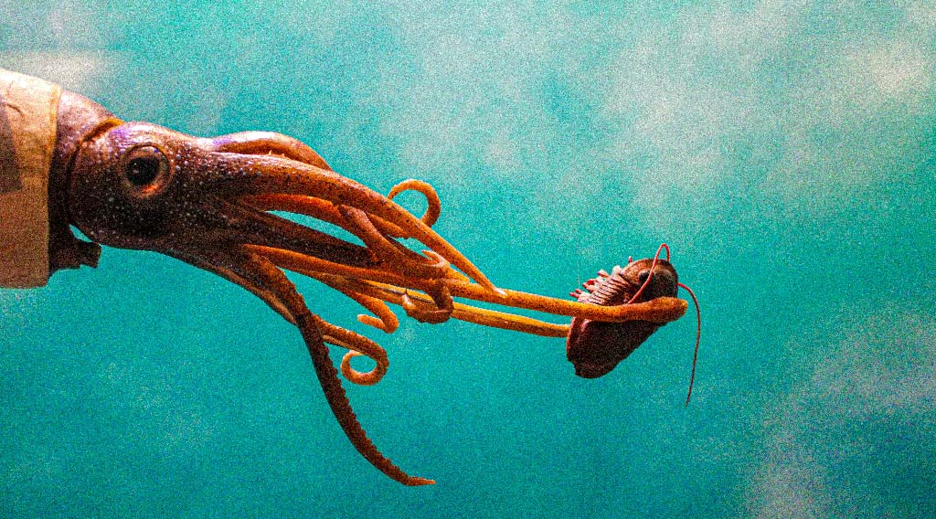 La vita dei calamari: esplorando l'esistenza di creature misteriose